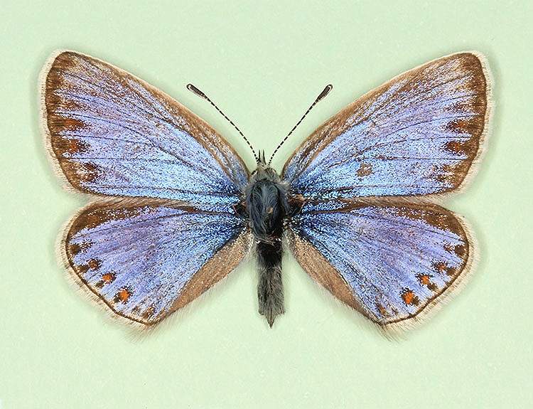 Polyommatus icarus female (aberrant form pallidula 2) (Internet Image property of respective owner, non-commercial use only)